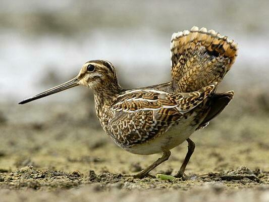 Горски бекас (Scolopax rusticola L.)