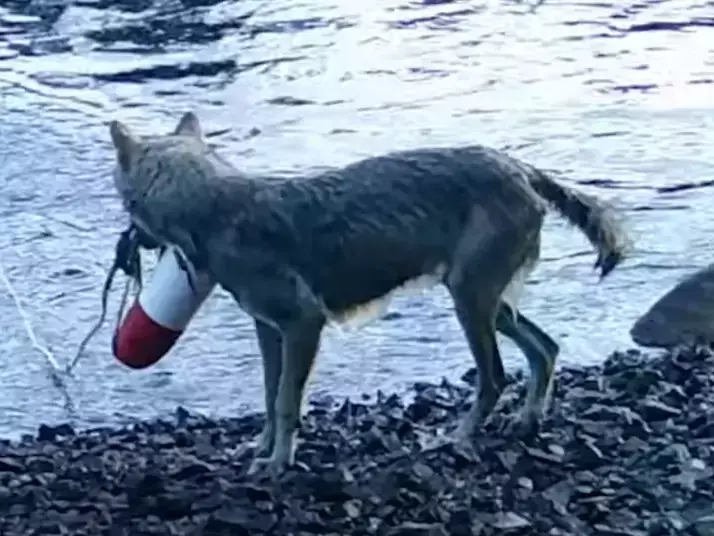 За пръв път в науката биолози регистрираха див вълк, боравещ с инструменти