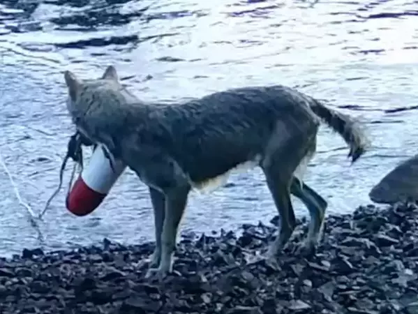 За пръв път в науката биолози регистрираха див вълк, боравещ с инструменти