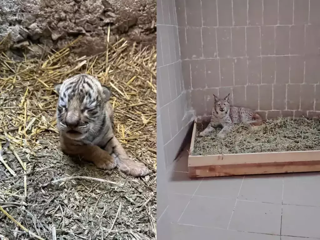 В Стара Загора най-новите обитатели на Зоопарка са бебе тигър и рис