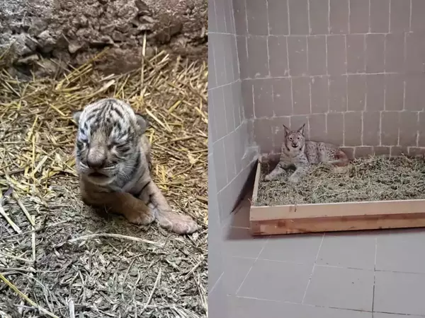 В Стара Загора най-новите обитатели на Зоопарка са бебе тигър и рис