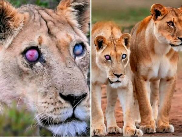 Сляпа лъвица оцеляла 17 години в дивата природа.