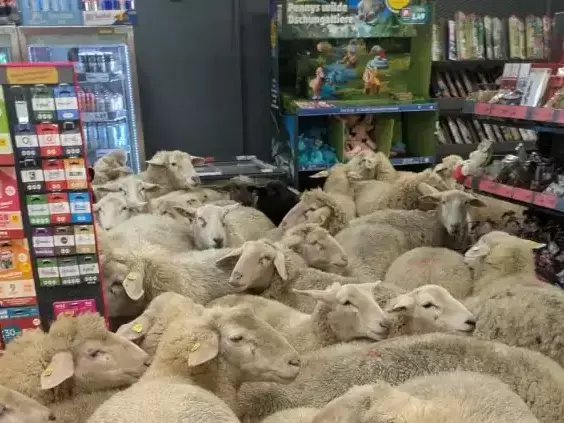 Петдесет овце нахълтаха в супермаркет