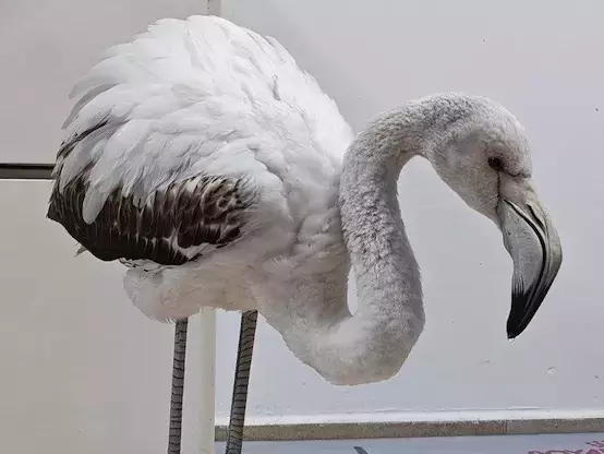 Младо фламинго е спасено от пътя край село Братово, Бургаско, след сигнал от гражданин.