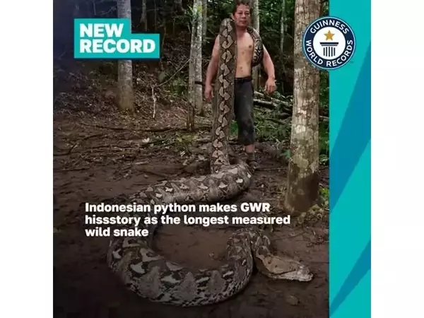 Вижте най-дългата дива змия в света за рекордите на Гинес