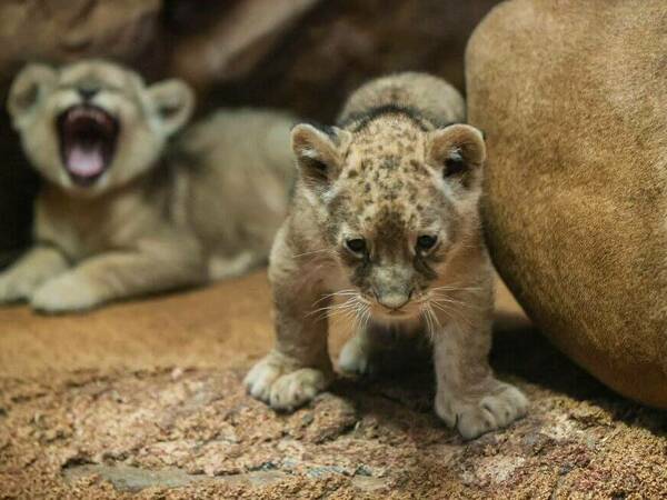 Три малки лъвчета в зоопарка в Стара Загора