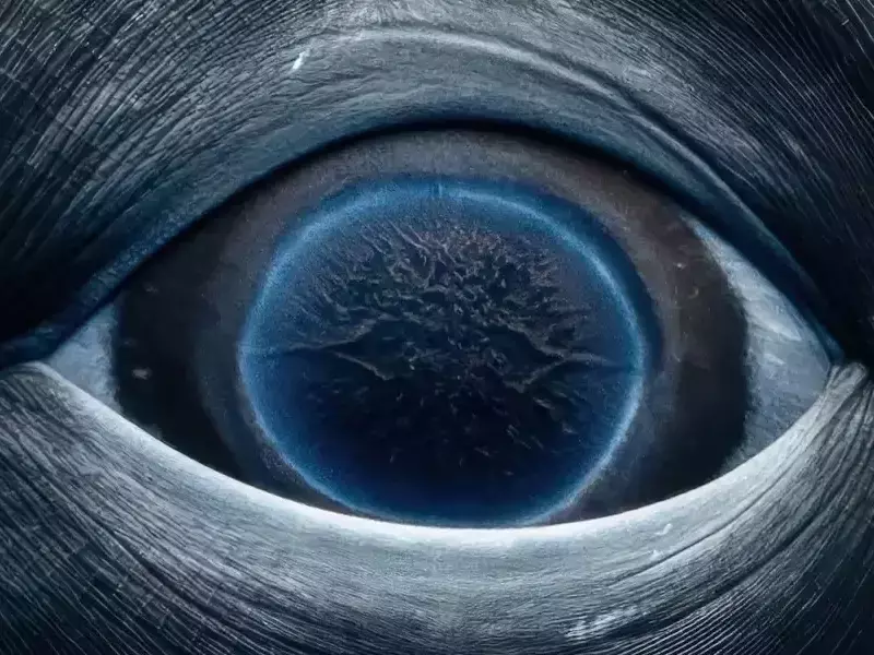 Окото на млад гърбат кит през обектив