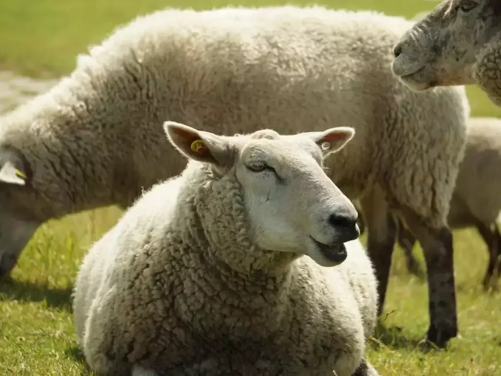 Стадо гладни овце изяде над 100 кг медицински канабис в Гърция