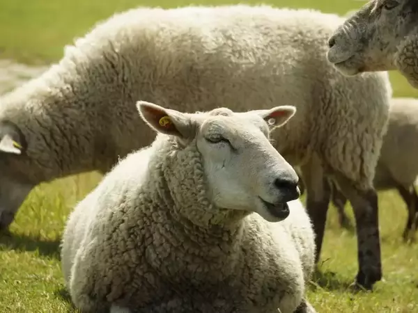 Стадо гладни овце изяде над 100 кг медицински канабис в Гърция