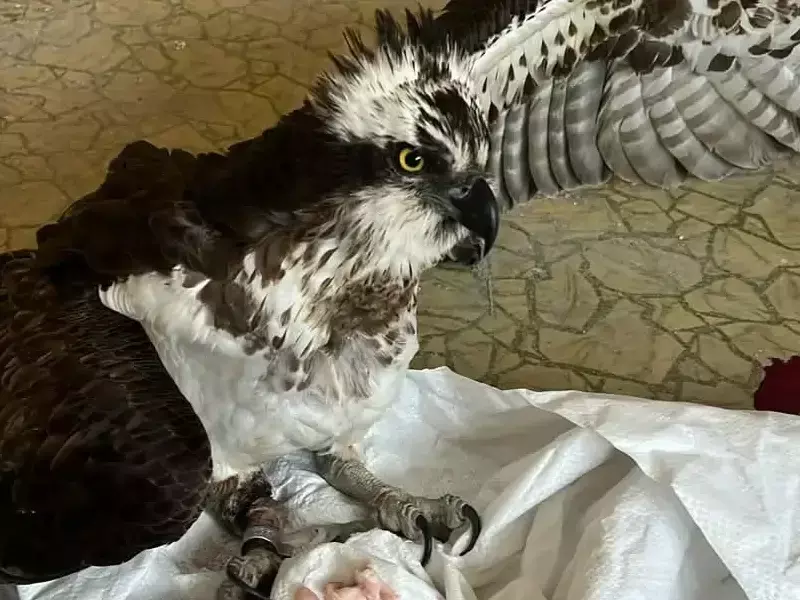 Eкспертите на РИОСВ – Русе спасиха критично застрашена птица