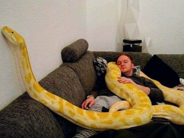 🐍Много бразилци отглеждат императорската боа у дома.